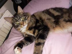 Lost Male Cat last seen Peel park , West Yorkshire, England BD2