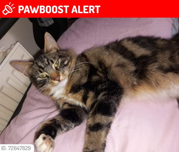 Lost Male Cat last seen Peel park , West Yorkshire, England BD2