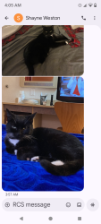 Lost Female Cat last seen Near chalk Hill road, Healdsburg, CA 95448