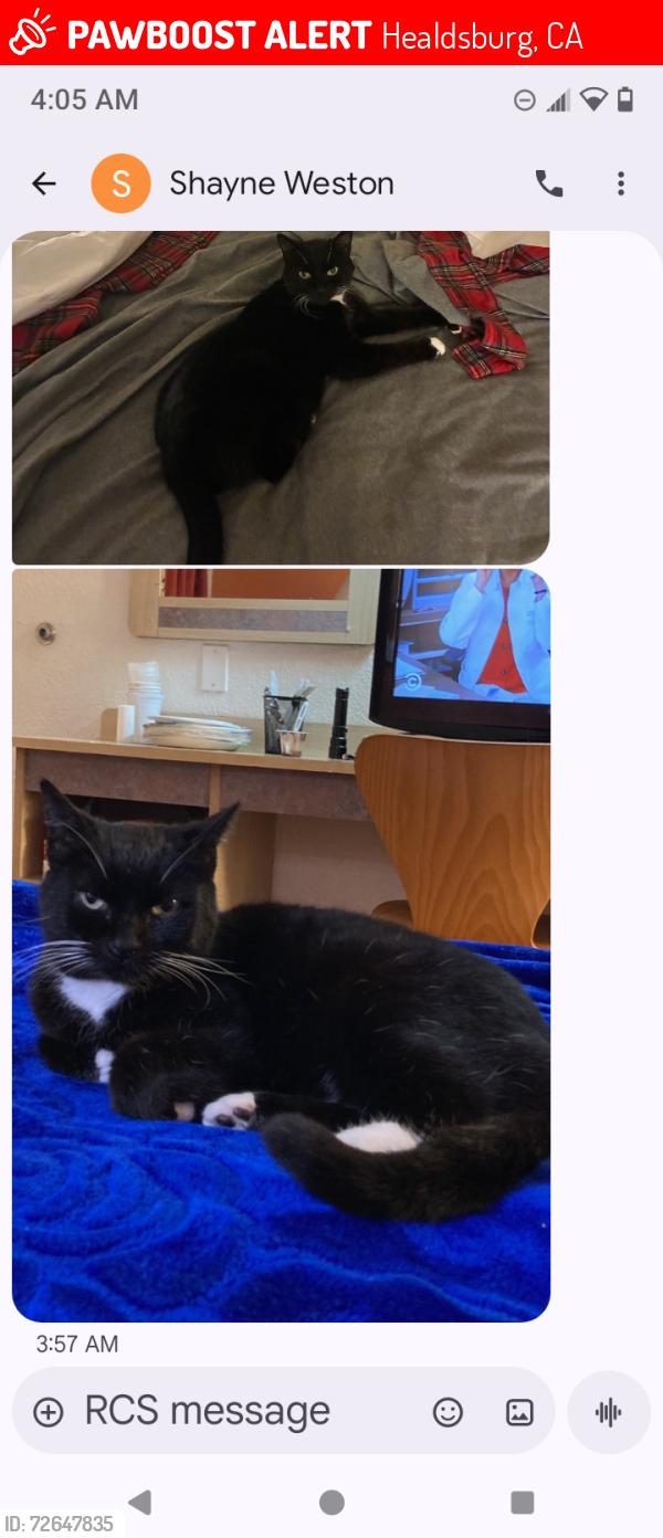 Lost Female Cat last seen Near chalk Hill road, Healdsburg, CA 95448