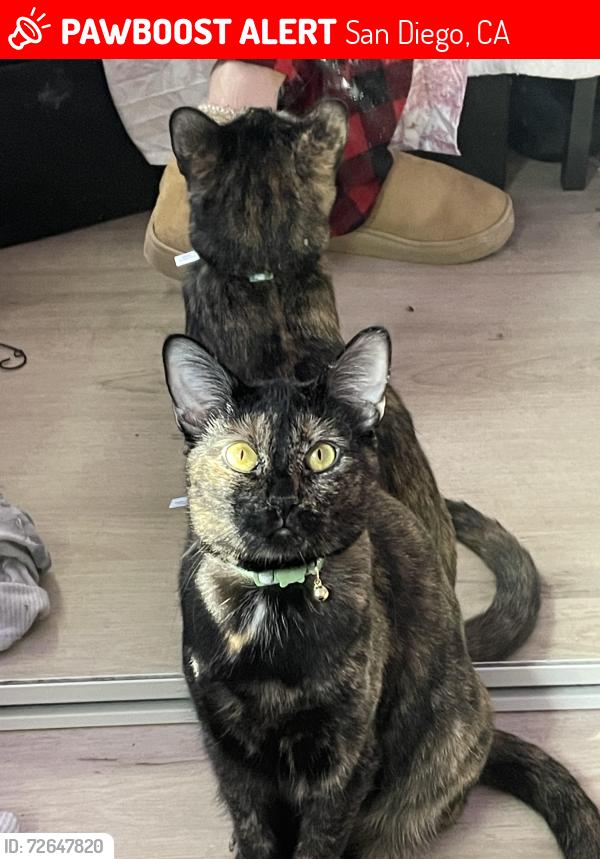 Lost Female Cat last seen E falls way & falls way , San Diego, CA 92115