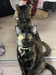 Lost Female Cat last seen E falls way & falls way , San Diego, CA 92115