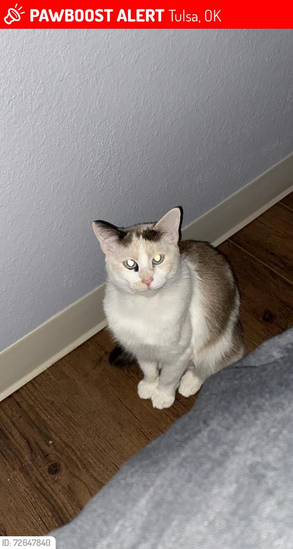 Lost Female Cat last seen Harvard and Apache , Tulsa, OK 74115