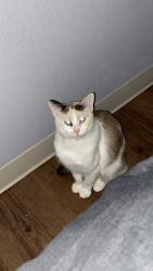Lost Female Cat last seen Harvard and Apache , Tulsa, OK 74115