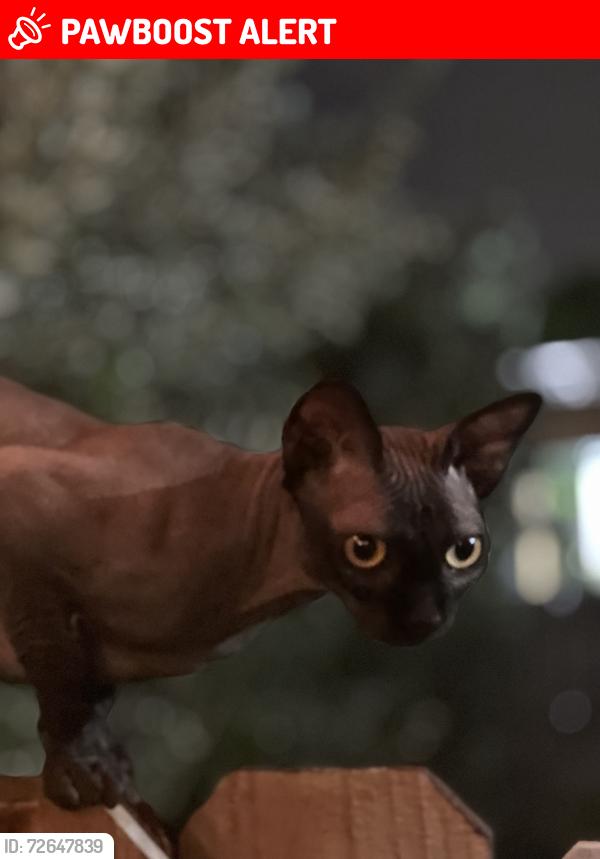 Lost Male Cat last seen Senior way, North Miami Beach, FL 33179