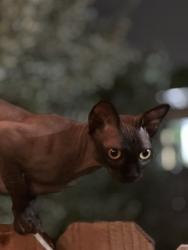 Lost Male Cat last seen Senior way, North Miami Beach, FL 33179