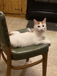 Lost Male Cat last seen Near Bella vista dr, Columbia, SC 29223
