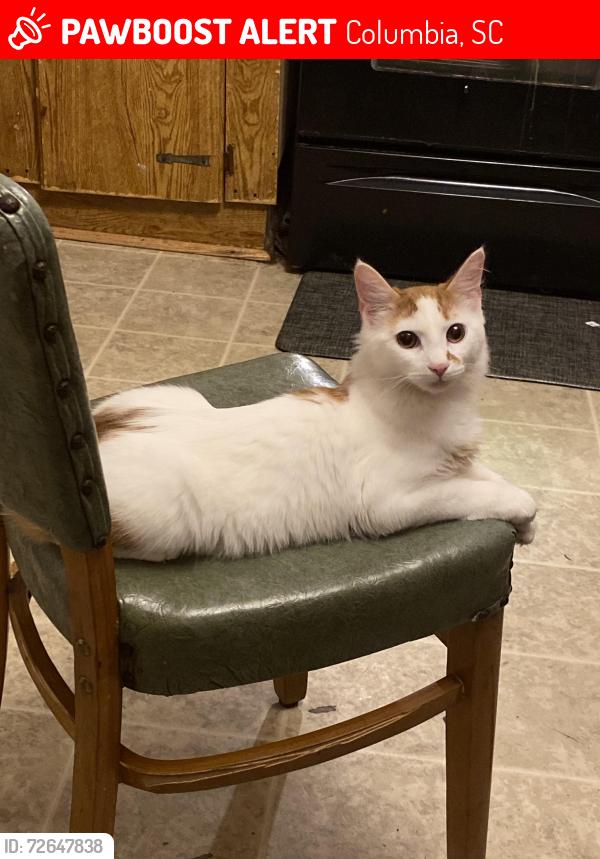 Lost Male Cat last seen Near Bella vista dr, Columbia, SC 29223