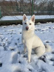 Lost Male Dog last seen Unruh ave, Philadelphia, PA 19149