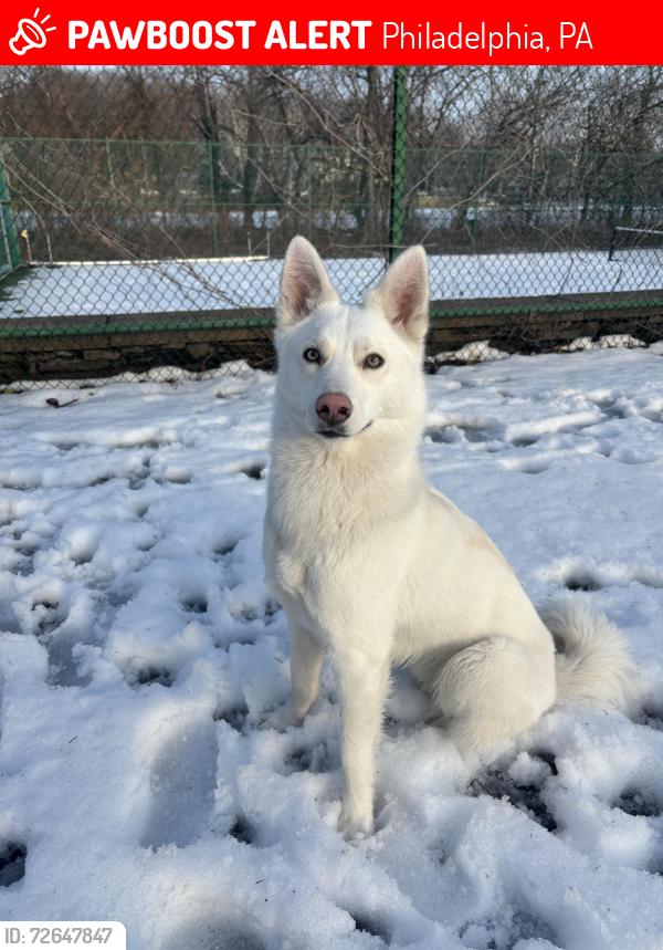 Lost Male Dog last seen Unruh ave, Philadelphia, PA 19149