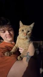 Found/Stray Male Cat last seen Highway 162, Newton County, GA 30016