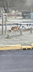 Found/Stray Male Dog last seen Shamomin Elementary school , Coal Township, PA 17866