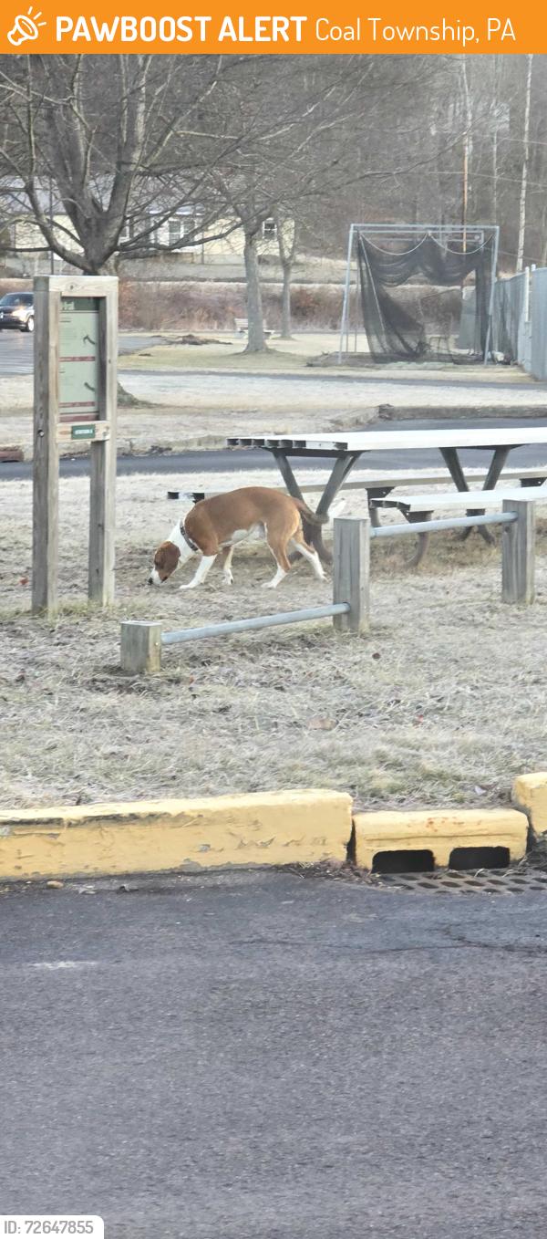 Found/Stray Male Dog last seen Shamomin Elementary school , Coal Township, PA 17866