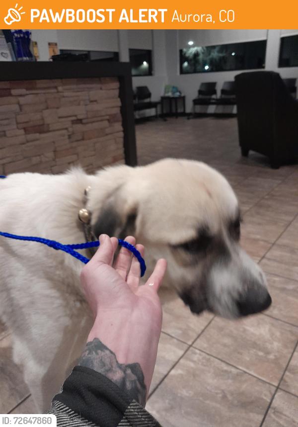 Found/Stray Male Dog last seen Rangeview high school , Aurora, CO 80013