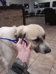 Found/Stray Male Dog last seen Rangeview high school , Aurora, CO 80013