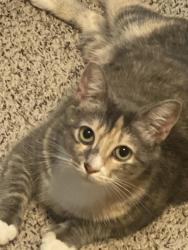 Lost Female Cat last seen Walker & Gross street. about 3-5 minutes away from the park., Mesquite, TX 75149