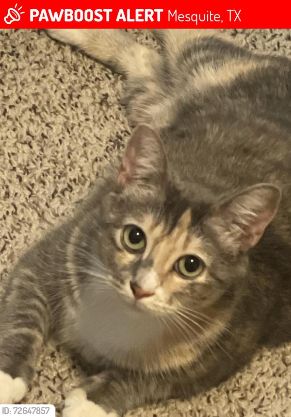 Lost Female Cat last seen Walker & Gross street. about 3-5 minutes away from the park., Mesquite, TX 75149