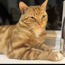 Lost Male Cat last seen Near the bakery, Terrington Saint Clement, England PE34