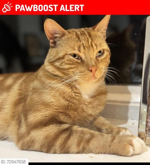 Lost Male Cat last seen Near the bakery, Terrington Saint Clement, England PE34