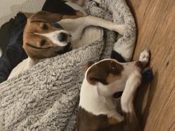 Lost Male Dog last seen twain and nellis, Paradise, NV 89121