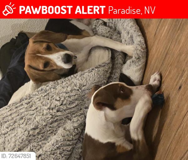 Lost Male Dog last seen twain and nellis, Paradise, NV 89121