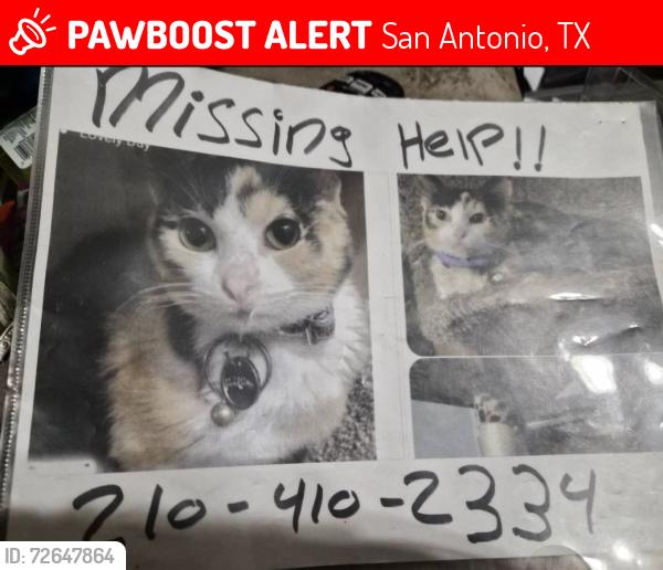 Lost Female Cat last seen Vista Run Vista Creek Mountain Vista Judson, San Antonio, TX 78247