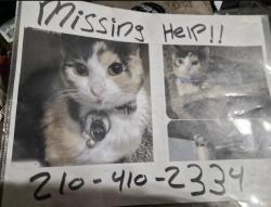 Lost Female Cat last seen Vista Run Vista Creek Mountain Vista Judson, San Antonio, TX 78247