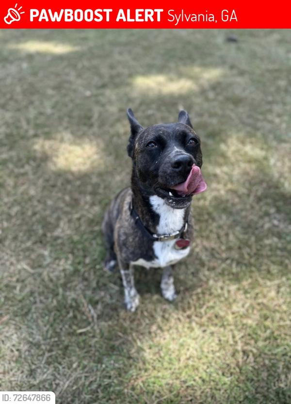 Lost Female Dog last seen Hiltonia GA, Sylvania, GA 30467