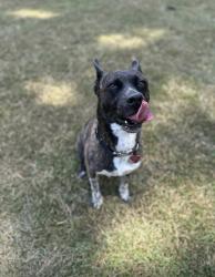 Lost Female Dog last seen Hiltonia GA, Sylvania, GA 30467