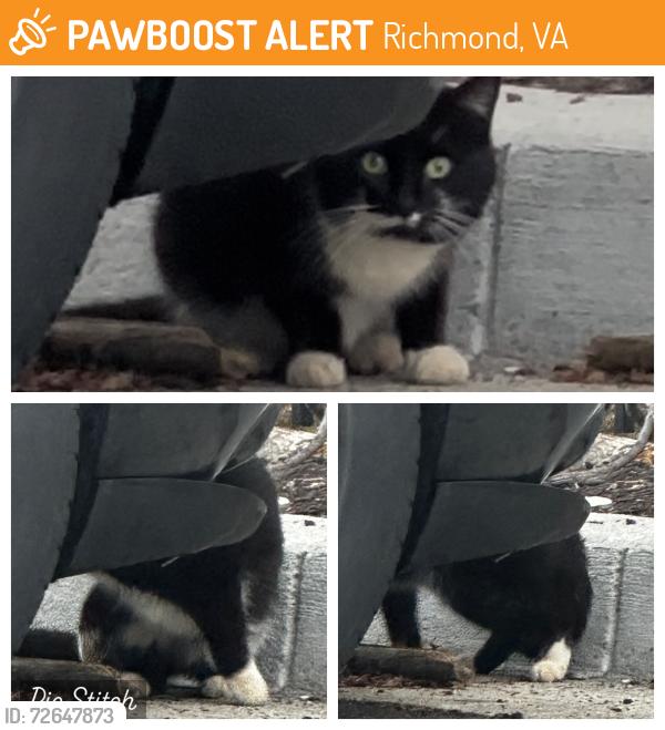 Found/Stray Unknown Cat last seen Mecklenburg and Whitcomb intersection parking lot , Richmond, VA 23223