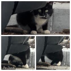 Found/Stray Unknown Cat last seen Mecklenburg and Whitcomb intersection parking lot , Richmond, VA 23223