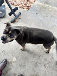 Found/Stray Male Dog last seen Adkins, Tx , Adkins, TX 78101