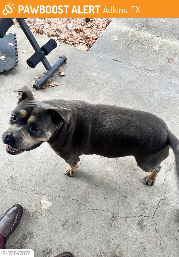 Found/Stray Male Dog last seen Adkins, Tx , Adkins, TX 78101