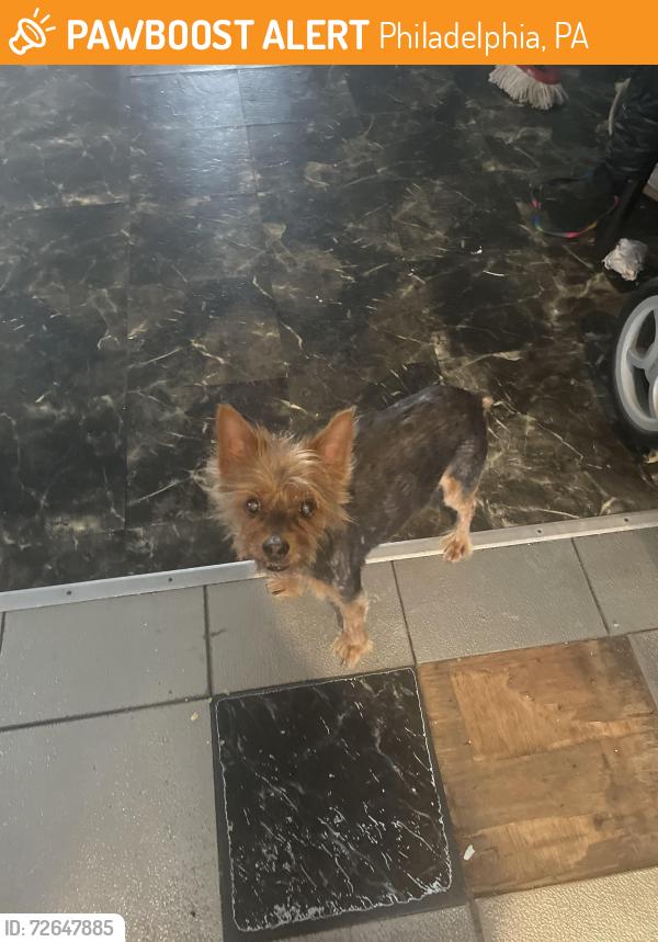 Found/Stray Male Dog last seen Thouron ave and Sedgwick st, Philadelphia, PA 19150