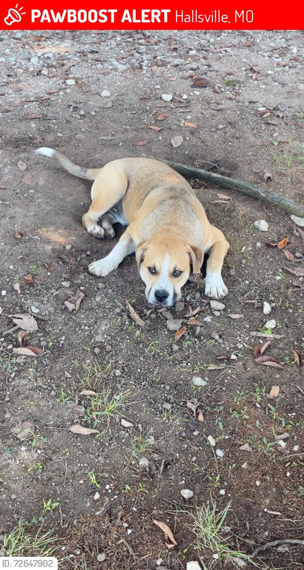 Lost Male Dog last seen Route OO and Mount Zion , Hallsville, MO 65255