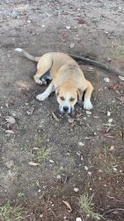 Lost Male Dog last seen Route OO and Mount Zion , Hallsville, MO 65255