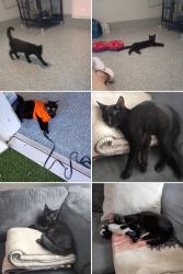 Lost Female Cat last seen 1st St and 7th Ave, Zephyrhills, FL 33542, Zephyrhills, FL 33542
