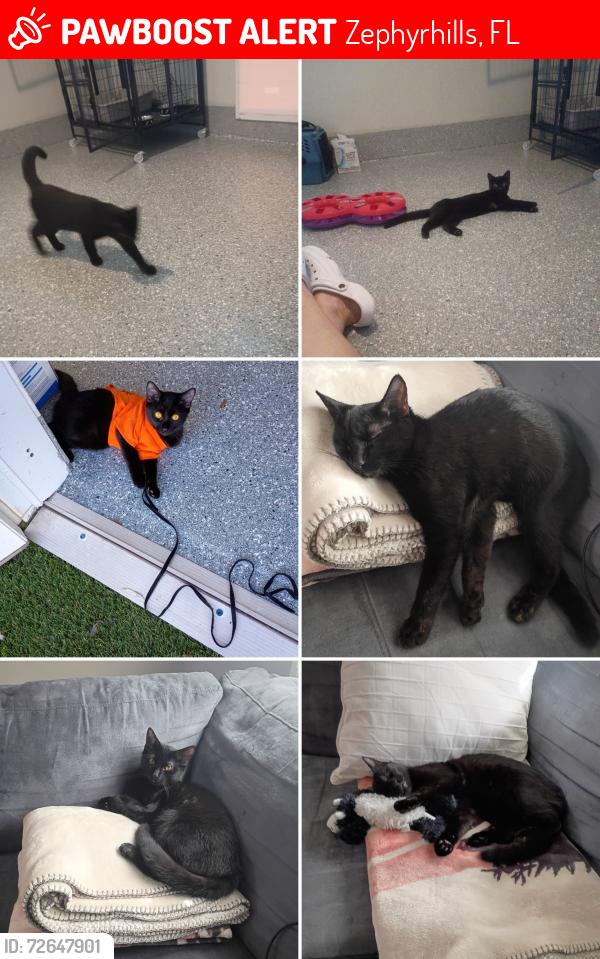 Lost Female Cat last seen 1st St and 7th Ave, Zephyrhills, FL 33542, Zephyrhills, FL 33542