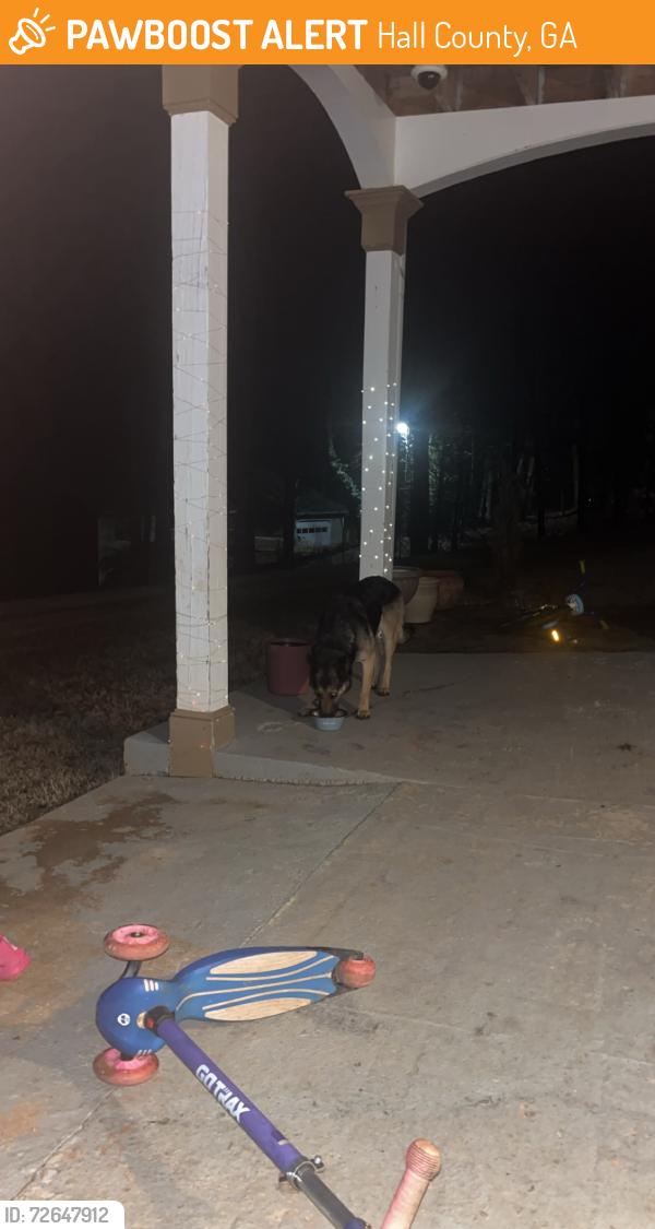 Found/Stray Female Dog last seen Dawsonville hwy, Gainesville GA 30506, Hall County, GA 30506
