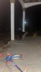 Found/Stray Female Dog last seen Dawsonville hwy, Gainesville GA 30506, Hall County, GA 30506