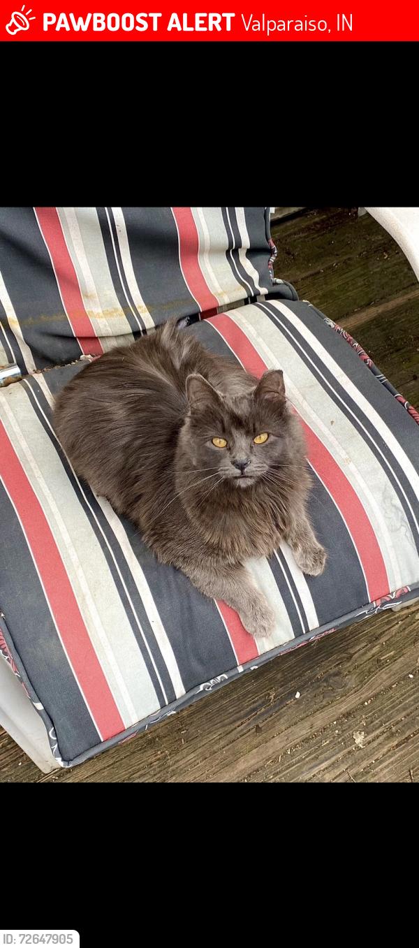 Lost Female Cat last seen Near nickle plate ave, Valparaiso, IN 46383