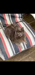 Lost Female Cat last seen Near nickle plate ave, Valparaiso, IN 46383