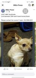 Lost Female Dog last seen Near the neighborhood, Milwaukee, WI 53215