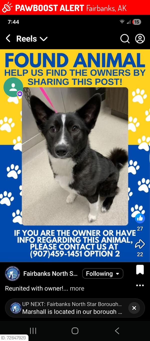 Lost Female Dog last seen Dartmouth just a store, Fairbanks, AK 99709