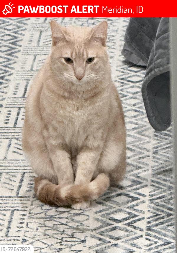 Lost Male Cat last seen In the middle of Ustick, McMillan and McDermott - next to the new 16 roadway, Meridian, ID 83646