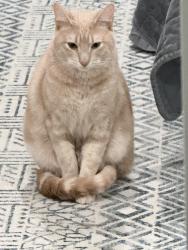 Lost Male Cat last seen In the middle of Ustick, McMillan and McDermott - next to the new 16 roadway, Meridian, ID 83646