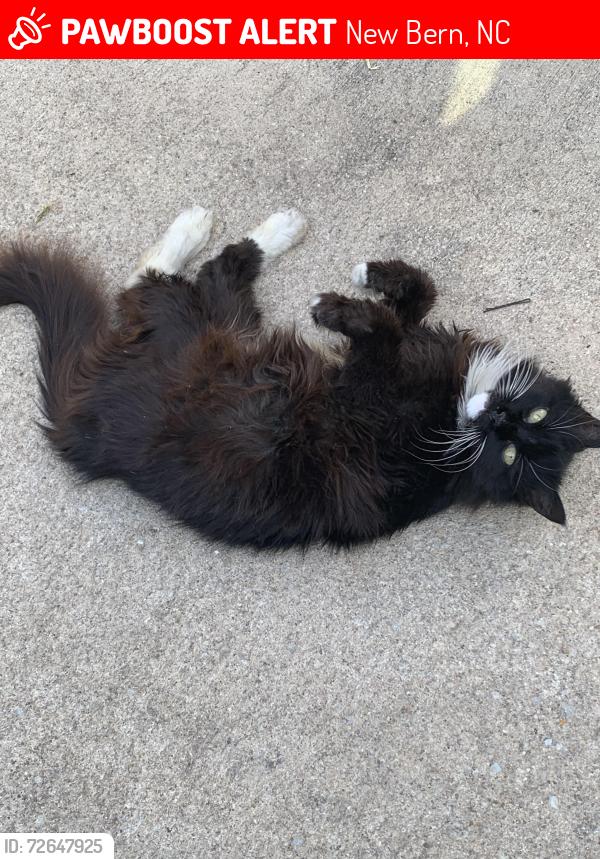 Lost Female Cat last seen Neuse blvd and Simmons st, New Bern, NC 28560