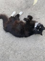Lost Female Cat last seen Neuse blvd and Simmons st, New Bern, NC 28560
