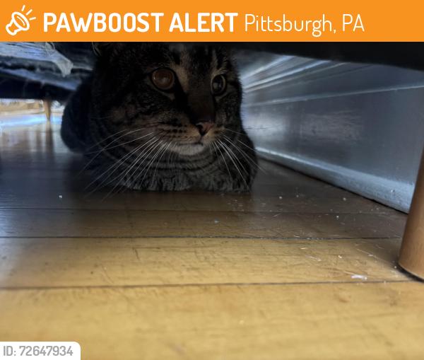Found/Stray Unknown Cat last seen Rebecca Street, Pittsburgh, PA 15221