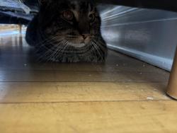 Found/Stray Unknown Cat last seen Rebecca Street, Pittsburgh, PA 15221